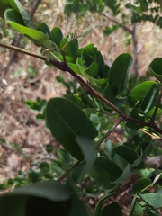 Robinia pseudoacacia