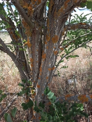 Robinia pseudoacacia