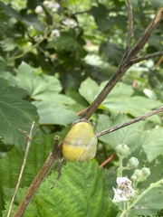 Cepaea nemoralis