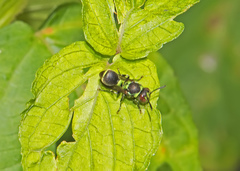 Ropalidia subclavata