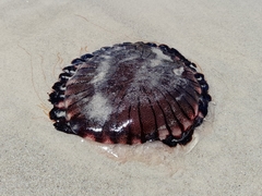 Chrysaora agulhensis