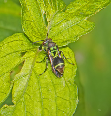 Ropalidia subclavata