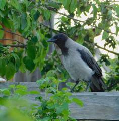 Corvus cornix