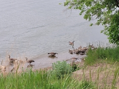 Branta canadensis