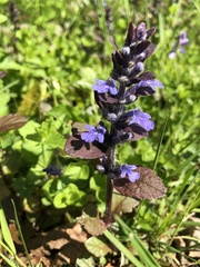 Ajuga pyramidalis