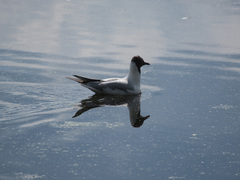 Chroicocephalus ridibundus