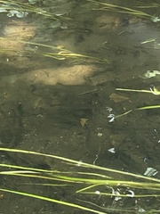 Salmo trutta