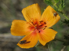 Phthiriinae