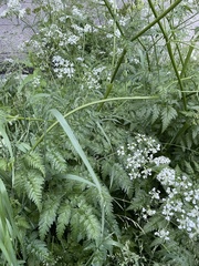 Anthriscus sylvestris