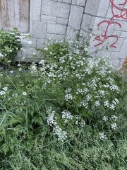 Anthriscus sylvestris