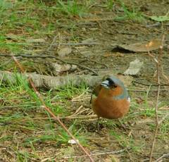 Fringilla coelebs