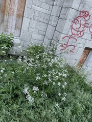 Anthriscus sylvestris