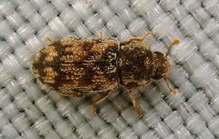 Synchita parvula