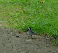 Motacilla alba