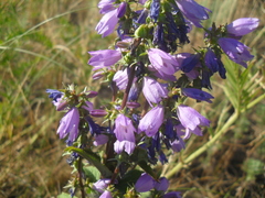 Campanula × spryginii