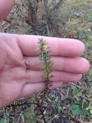 Baccharis coridifolia