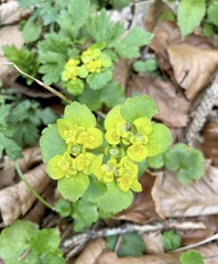 Chrysosplenium alternifolium