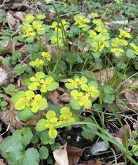 Chrysosplenium alternifolium
