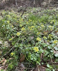 Chrysosplenium alternifolium