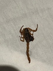 Centruroides ornatus