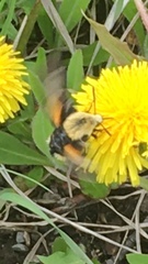 Proserpinus flavofasciata