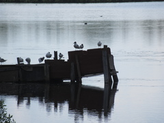 Chroicocephalus ridibundus