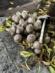 Coprinopsis variegata
