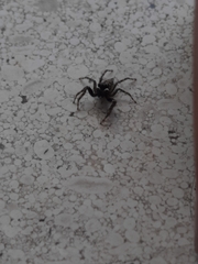 Menemerus semilimbatus