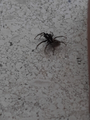 Menemerus semilimbatus