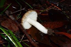 Russula neerimea