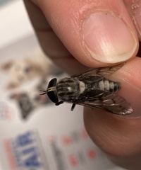 Tabanus trimaculatus