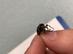 Tabanus trimaculatus