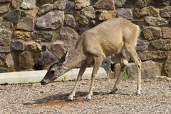 Odocoileus virginianus couesi