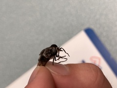 Tabanus trimaculatus