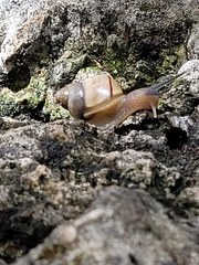 Orthalicidae