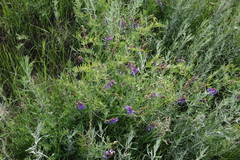Vicia nervata