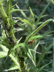 Deraeocoris ruber