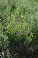 Vicia nervata