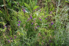 Vicia nervata