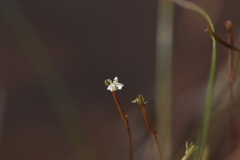Stylidium tenerum