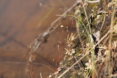 Stylidium tenerum