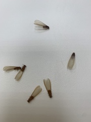 Coptotermes formosanus