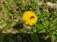 Apis mellifera