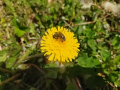Apis mellifera