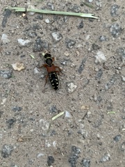 Staphylinus caesareus