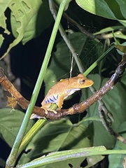 Boana calcarata