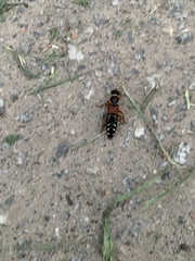 Staphylinus caesareus