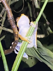 Boana calcarata