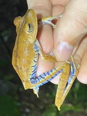 Boana calcarata