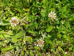 Trifolium repens
